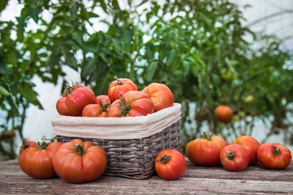 Tomates Vermelhos Uma Estufa Alimentos Orgânicos — Fotografia de Stock