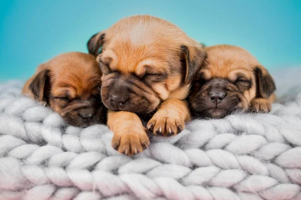Собаки Спят Одеяле — стоковое фото