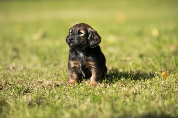 Ein Kleiner Hund Auf Dem Gras — Stockfoto