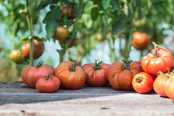 Grönsaker Tomater Skrivbord Trädgården — Stockfoto