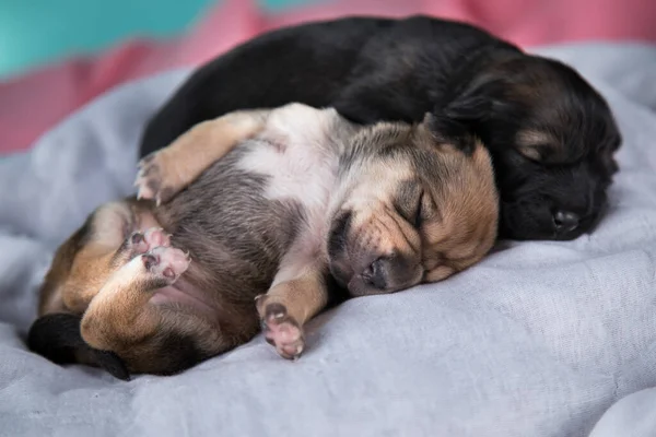 Niedlichen Welpen Hund Schlafen Tiere Konzept — Stockfoto