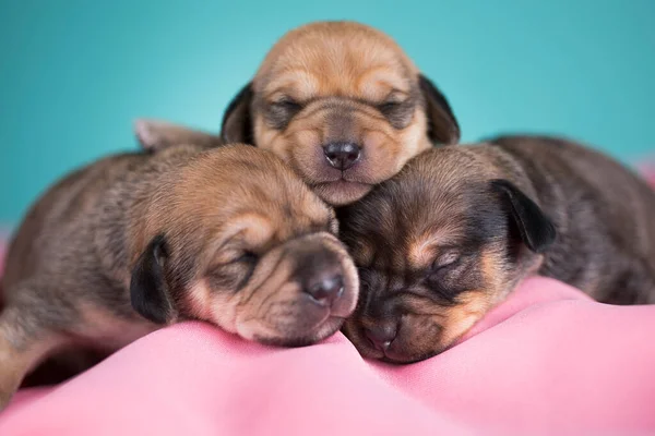 Beautiful Little Dog Sleeps Pink Blanket — Stock Photo, Image