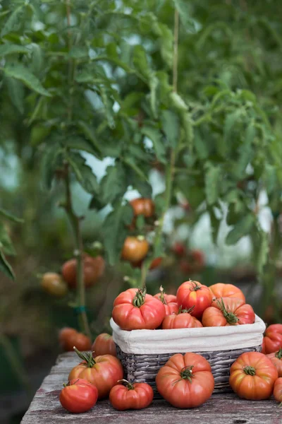 Tomater Grönsaksträdgård Ekologiska Produkter — Stockfoto
