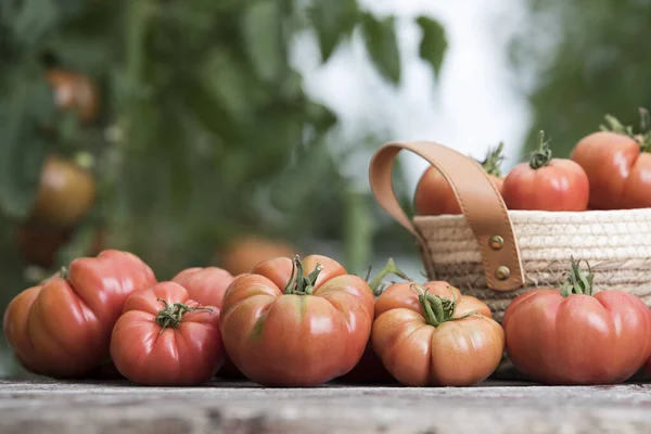 Červené Rajčata Skleníku Organické Potraviny — Stock fotografie