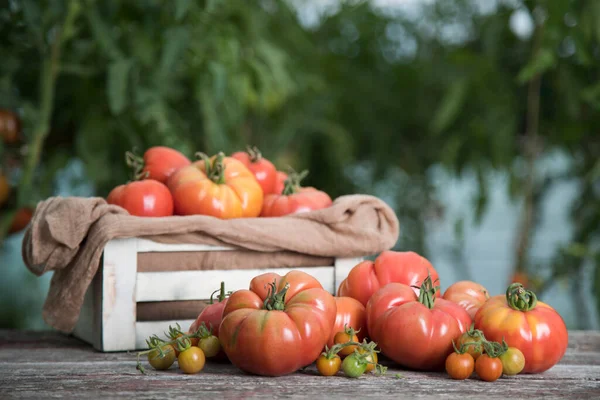 Świeże Pomidory Drewnianej Skrzyni — Zdjęcie stockowe