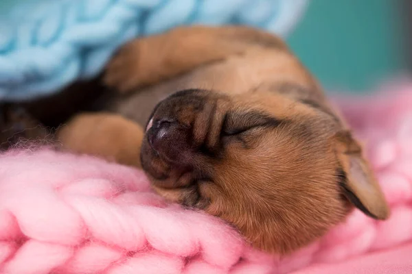 A beautiful little dog sleeps on a blanket