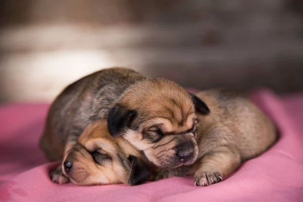 Schöne Kleine Hunde Schlafen Auf Einer Rosa Decke — Stockfoto
