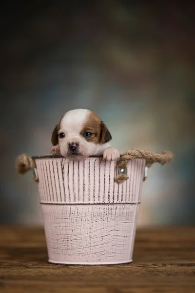 金属のバケツの中の小さな犬 — ストック写真