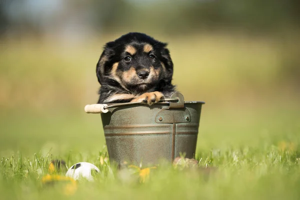Ein Kleiner Hund Einem Metalleimer — Stockfoto