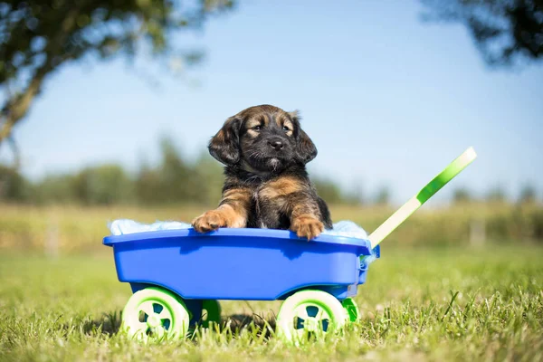 Hermosos Cachorritos Carro Juguete Hierba —  Fotos de Stock