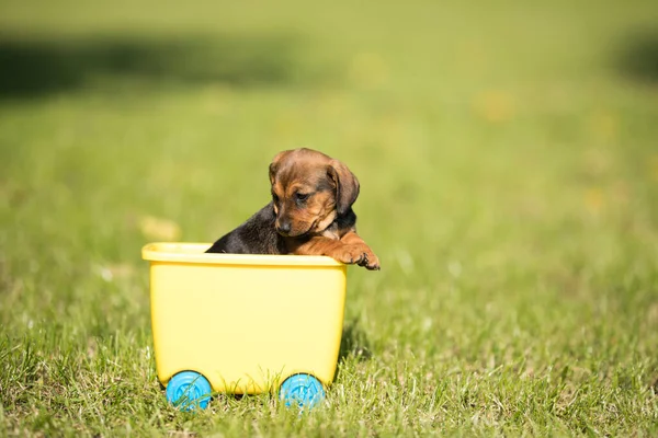Little Dog Toy Wagon Grass — Stock Photo, Image