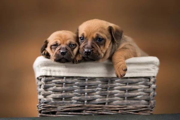 Hasır Sepette Küçük Köpekler — Stok fotoğraf