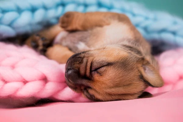 小さな犬が毛布の上で眠る — ストック写真