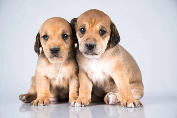Dois Cães Pet Conceito Animais — Fotografia de Stock