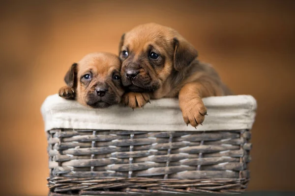 바구니에 강아지들 — 스톡 사진