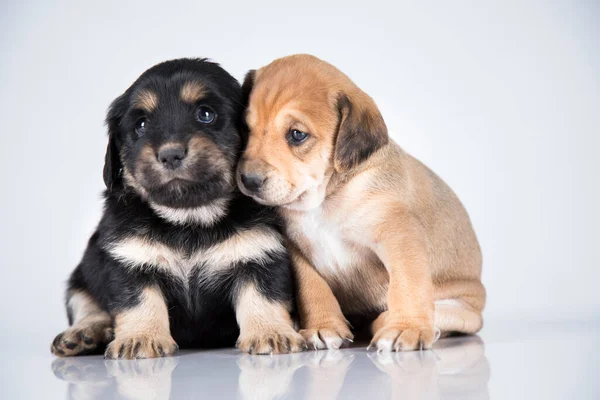 Dwa Psy Pet Koncepcja Zwierząt — Zdjęcie stockowe