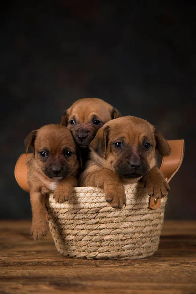 Pequeños Cachorros Una Canasta Mimbre — Foto de Stock