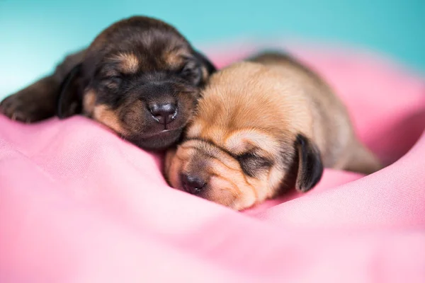 Cão Dorme Cobertor Rosa — Fotografia de Stock