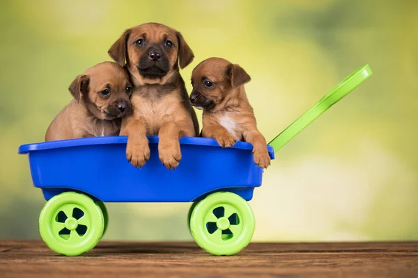 Beautiful Little Puppies Toy Wagon — Stock Photo, Image