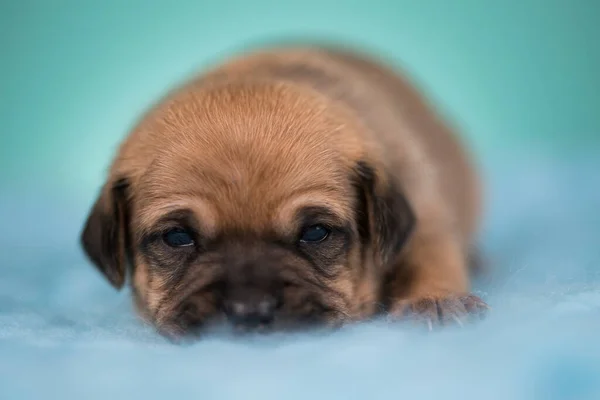 Kleiner Hund Schläft Auf Einer Decke — Stockfoto