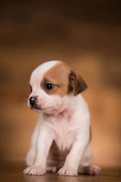Kleiner Hund Auf Einem Hölzernen Hintergrund — Stockfoto