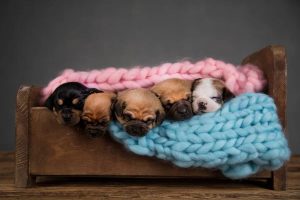Собаки Сплять Маленькому Дерев Яному Ліжку — стокове фото