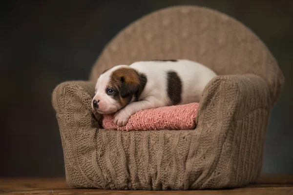 Lindo Cachorro Perro Durmiendo Cama — Foto de Stock