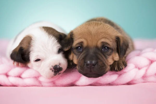 Pet Σκυλάκι Κοιμάται Μια Κουβέρτα — Φωτογραφία Αρχείου