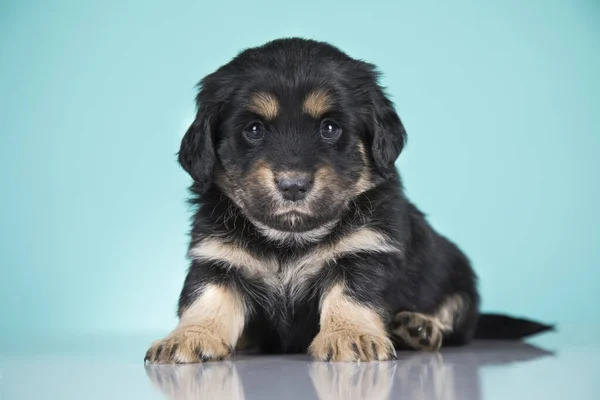 Retrato Cão Bonito Conceito Animais — Fotografia de Stock