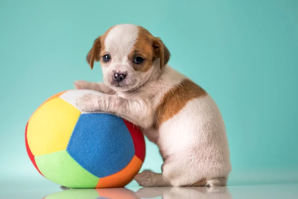 Cão Cachorro Está Brincando Com Uma Bola — Fotografia de Stock