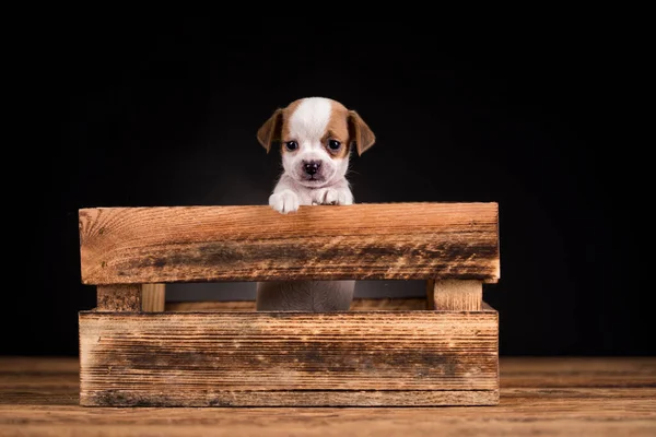 stock image Cute little dog in a wooden crate