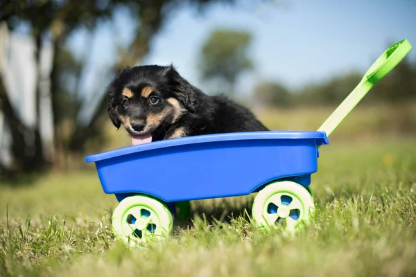 Cute Dog Toy Wagon Grass — Stock Photo, Image