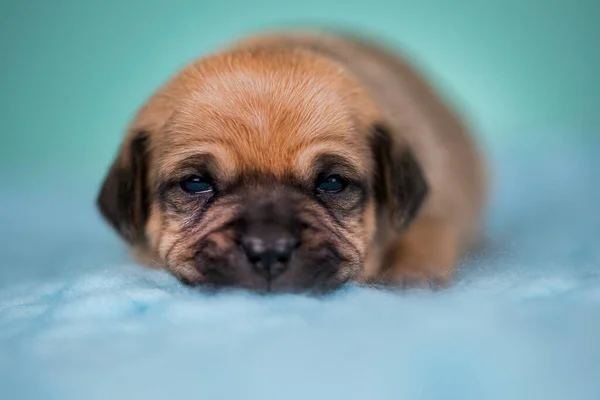 Pequeno Cão Dorme Cobertor — Fotografia de Stock