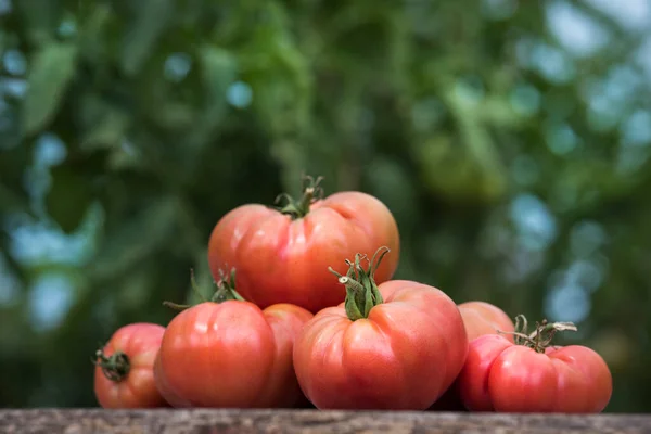 Organikus Ételek Szabad Vörös Paradicsom Zöldségek — Stock Fotó