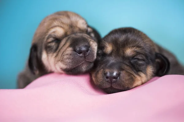 Lindo Cachorrinho Dorme Cobertor Rosa — Fotografia de Stock