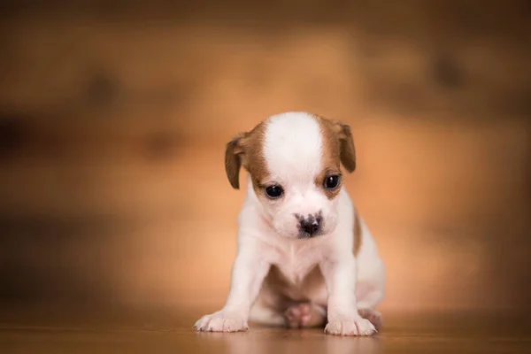 Ahşap Arka Planda Küçük Bir Köpek — Stok fotoğraf