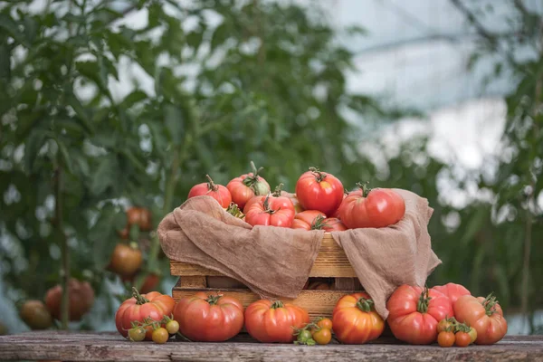 Tomates Rojos Invernadero Comida Orgánica — Foto de Stock