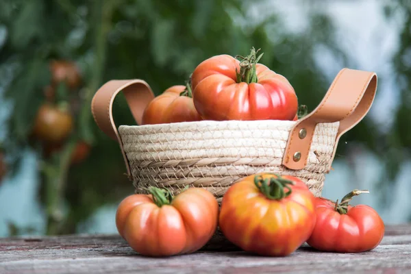 Ogród Warzywny Pomidory Produkty Ekologiczne — Zdjęcie stockowe