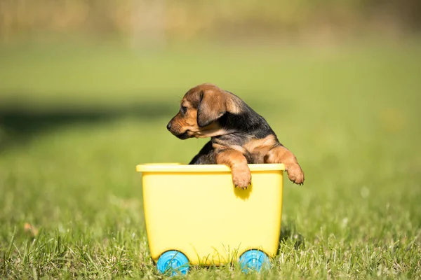 Little Dog Toy Wagon Grass — Stock Photo, Image
