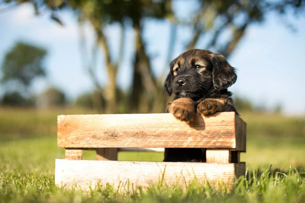 Mutlu Bir Köpek Yavrusu Çimlerin Üzerinde Tahta Bir Sandık — Stok fotoğraf