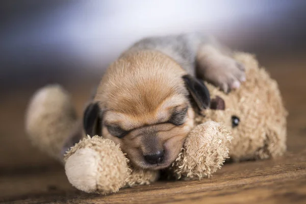 Little puppy sleeps with a teddy bear