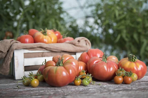 Świeże Pomidory Drewnianej Skrzyni — Zdjęcie stockowe
