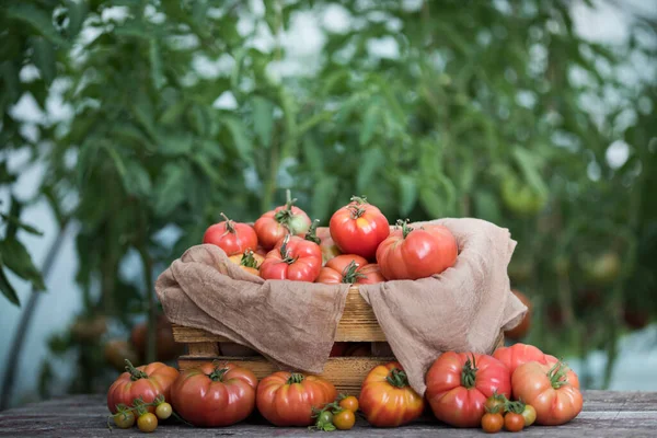 Красные Помидоры Теплице Органические Продукты Питания — стоковое фото