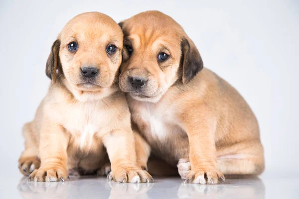 Zwei Hunde Haustier Tierkonzept — Stockfoto