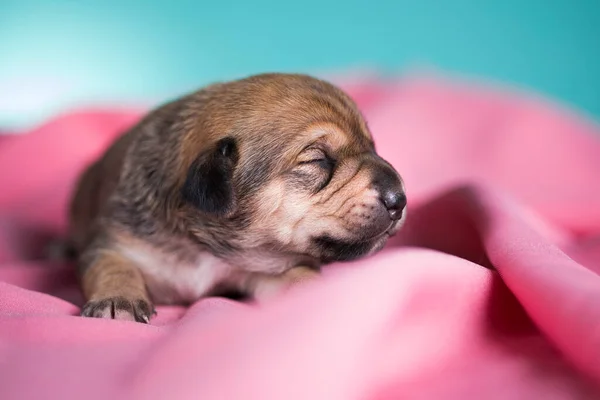 Cão Dorme Cobertor Rosa — Fotografia de Stock