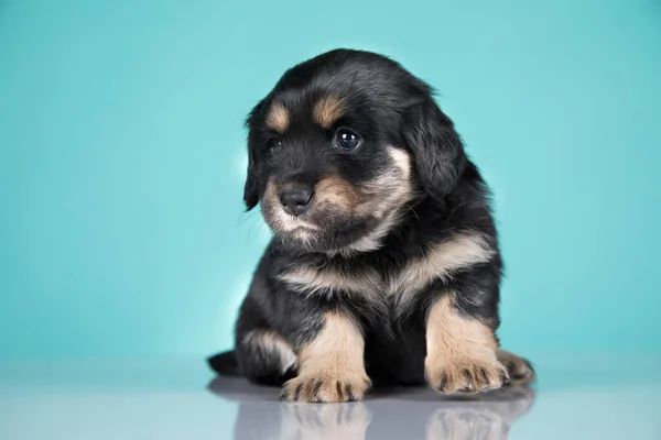 Retrato Cão Bonito Conceito Animais — Fotografia de Stock