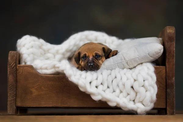 Perro Dormir Una Pequeña Cama Madera — Foto de Stock