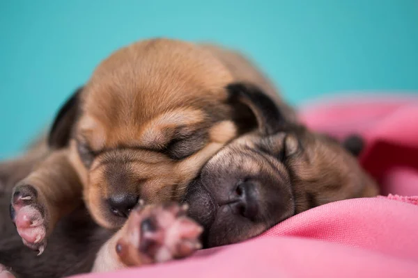 ペットかわいい子犬犬動物の概念 — ストック写真