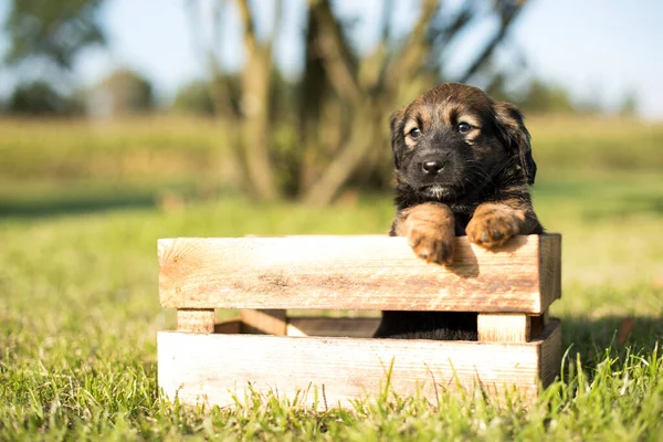 Perro Cachorro Feliz Una Caja Madera Hierba —  Fotos de Stock