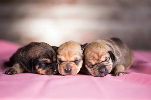 Beautiful little dogs sleeps on a pink blanket